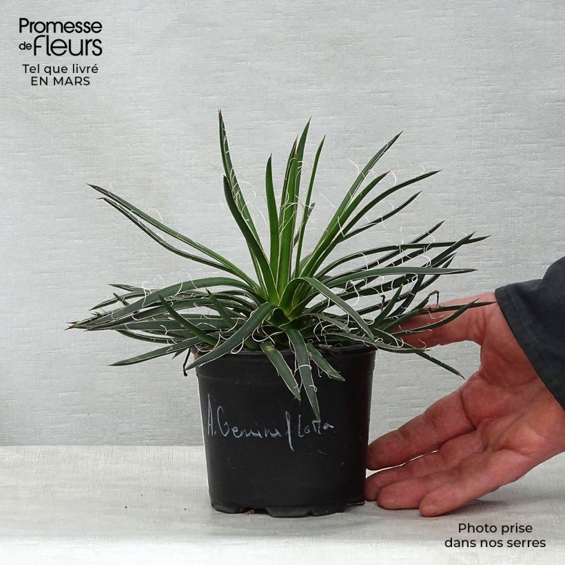 Agave geminiflora Vaso da Ø 12 cm / 13 cm esemplare consegnato in primavera