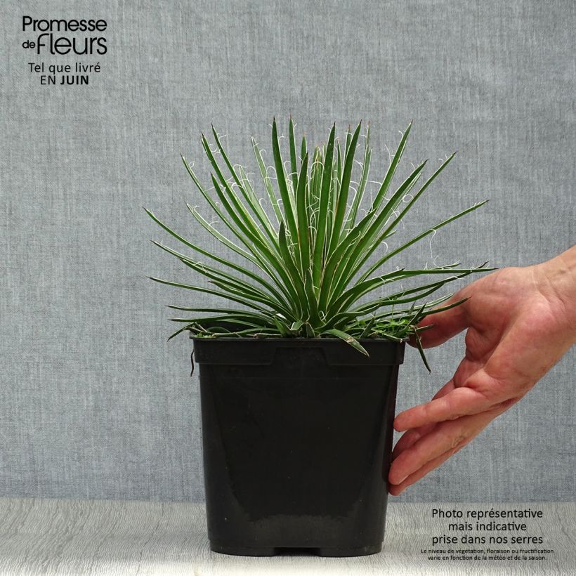 Esemplare di Agave geminiflora Vaso da 2L/3L consegnato in estate