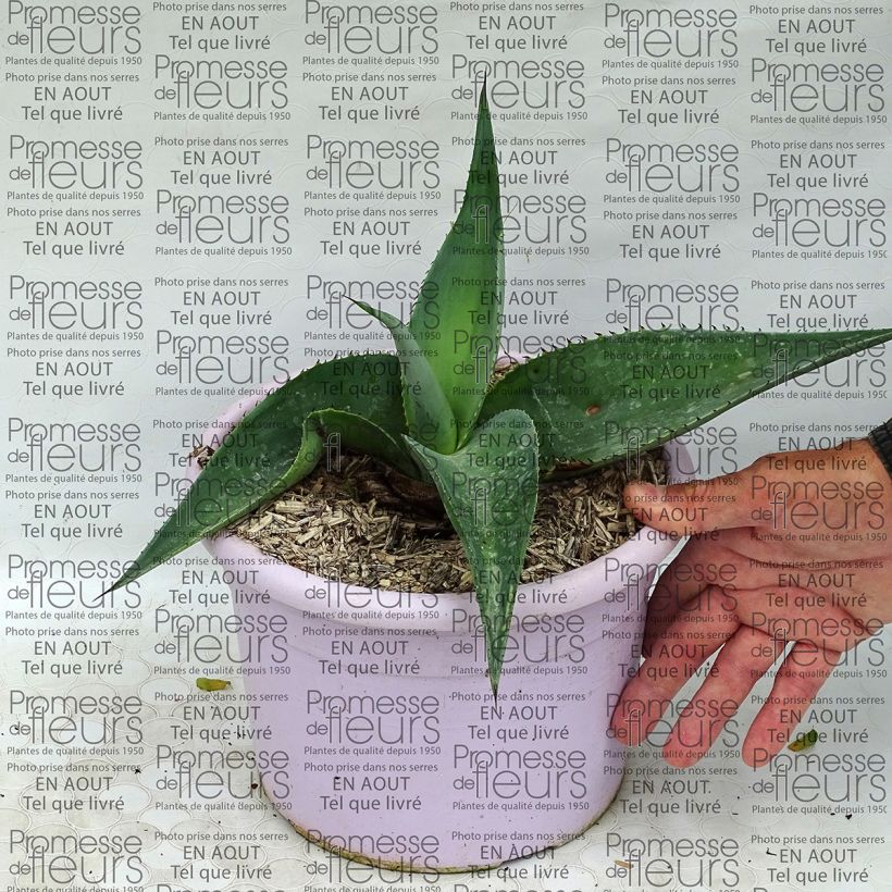 Esempio di esemplare Agave guiengola Vaso da 2L/3L come consegnato