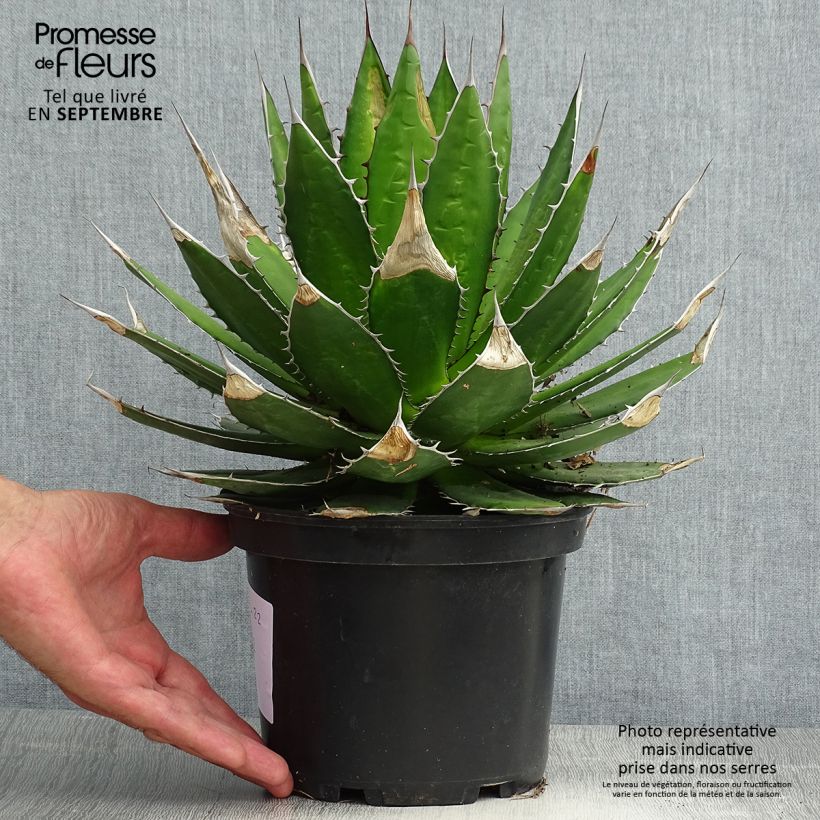Esemplare di Agave horrida Vaso da 3L/4L consegnato in estate