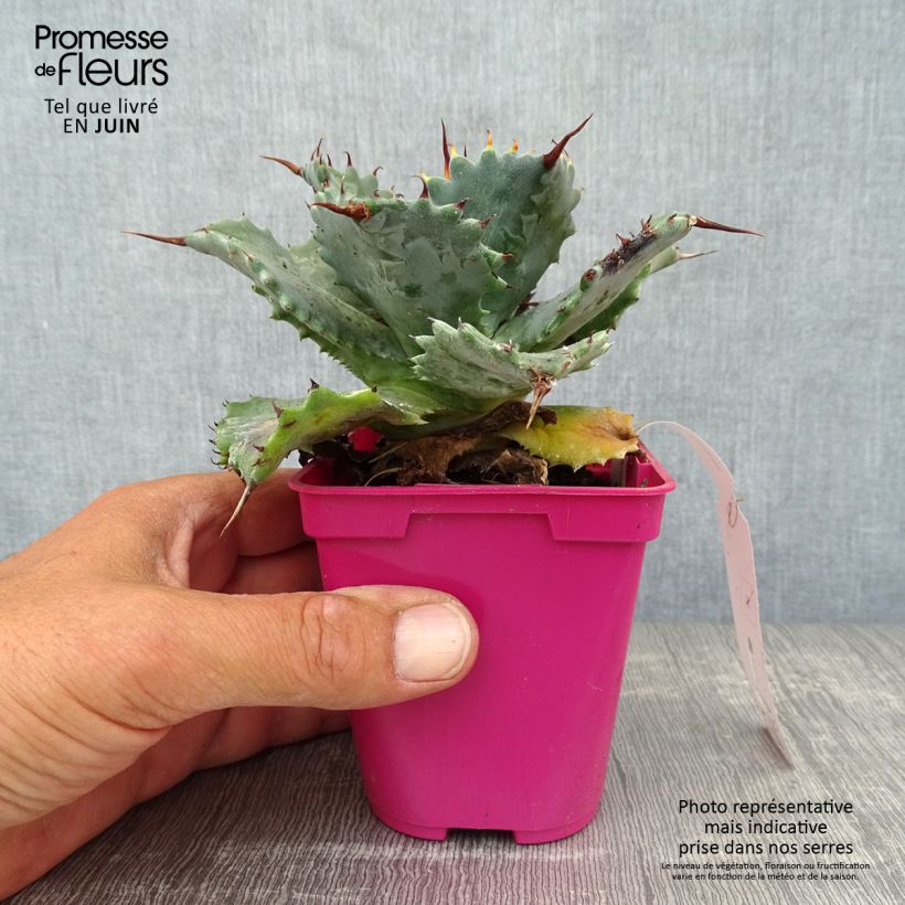 Esemplare di Agave isthmensis Vaso da Ø 10 cm/11 cm consegnato in estate