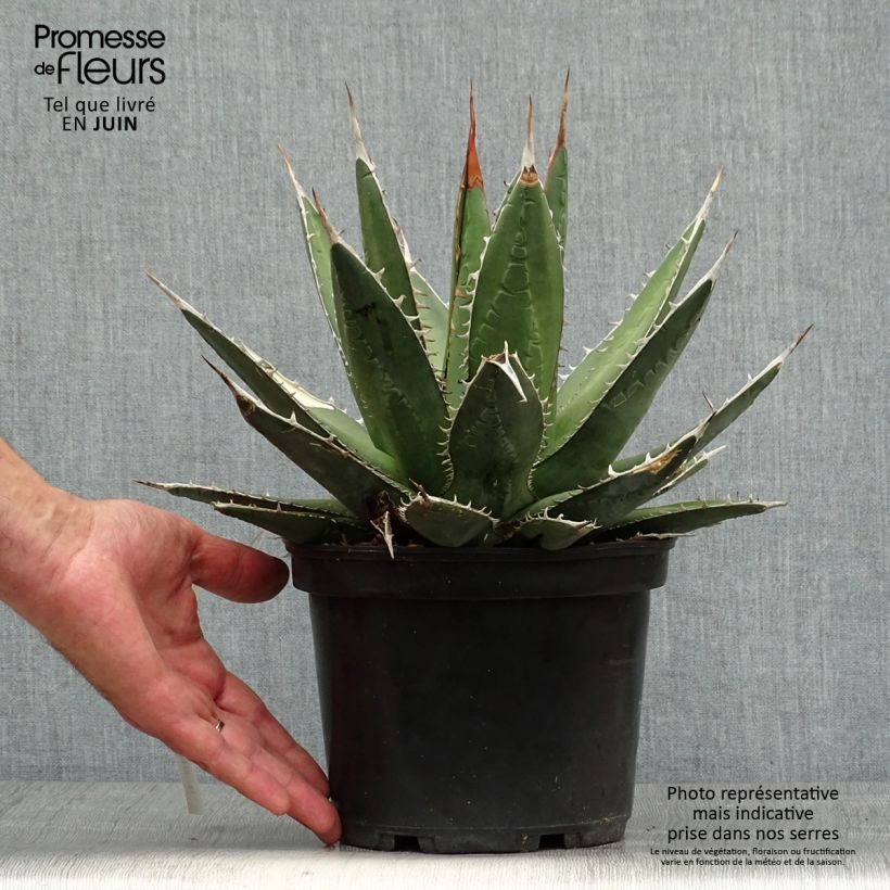 Esemplare di Agave kerchovei Vaso da 3L/4L consegnato in estate