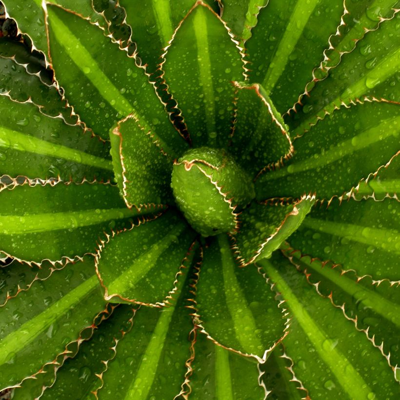 Agave lophantha Splendida (Fogliame)