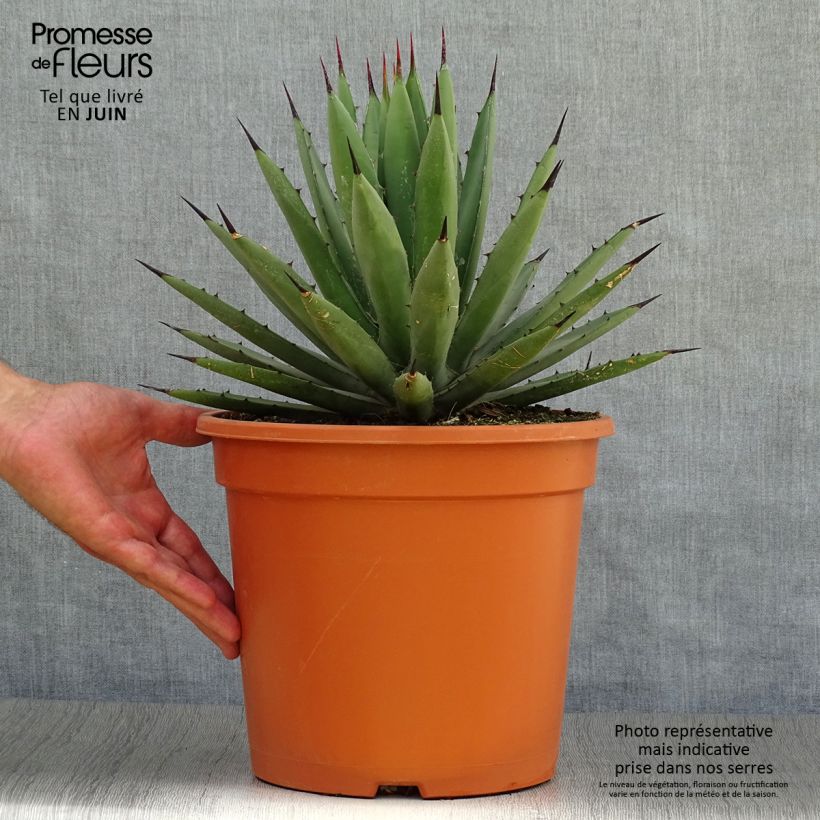 Esemplare di Agave macroacantha Vaso da 7,5L/10L consegnato in estate