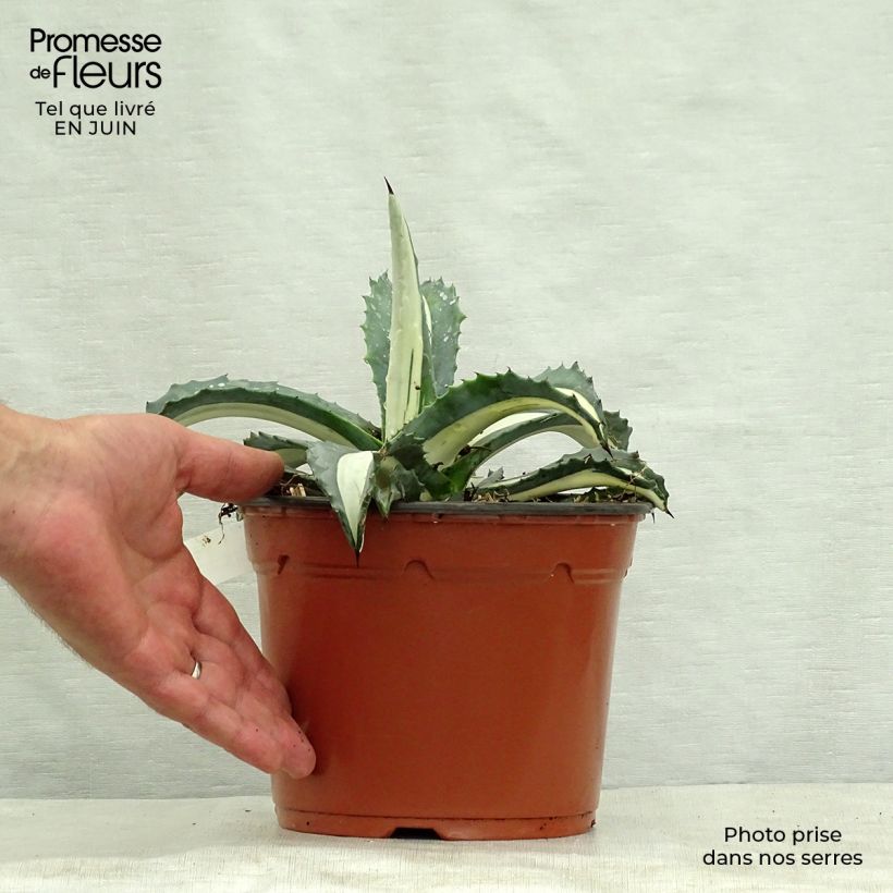 Esemplare di Agave americana mediopicta Alba Vaso da 2L/3L consegnato in estate