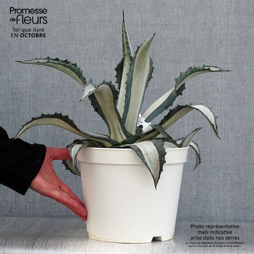 Esemplare di Agave americana mediopicta Alba Vaso da 7,5L/10L come consegnato in autunno