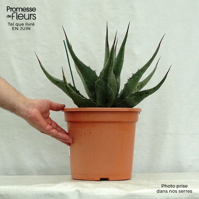 Esemplare di Agave montana Vaso da 7,5L/10L consegnato in estate