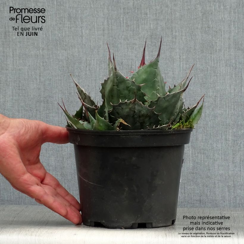 Esemplare di Agave parrasana Vaso da 3L/4L consegnato in estate