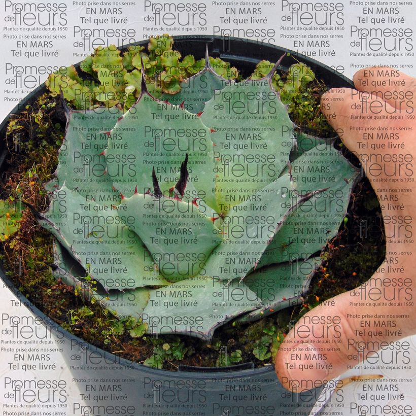 Esempio di esemplare Agave parryi var. huachucensis Vaso da 2L/3L come consegnato
