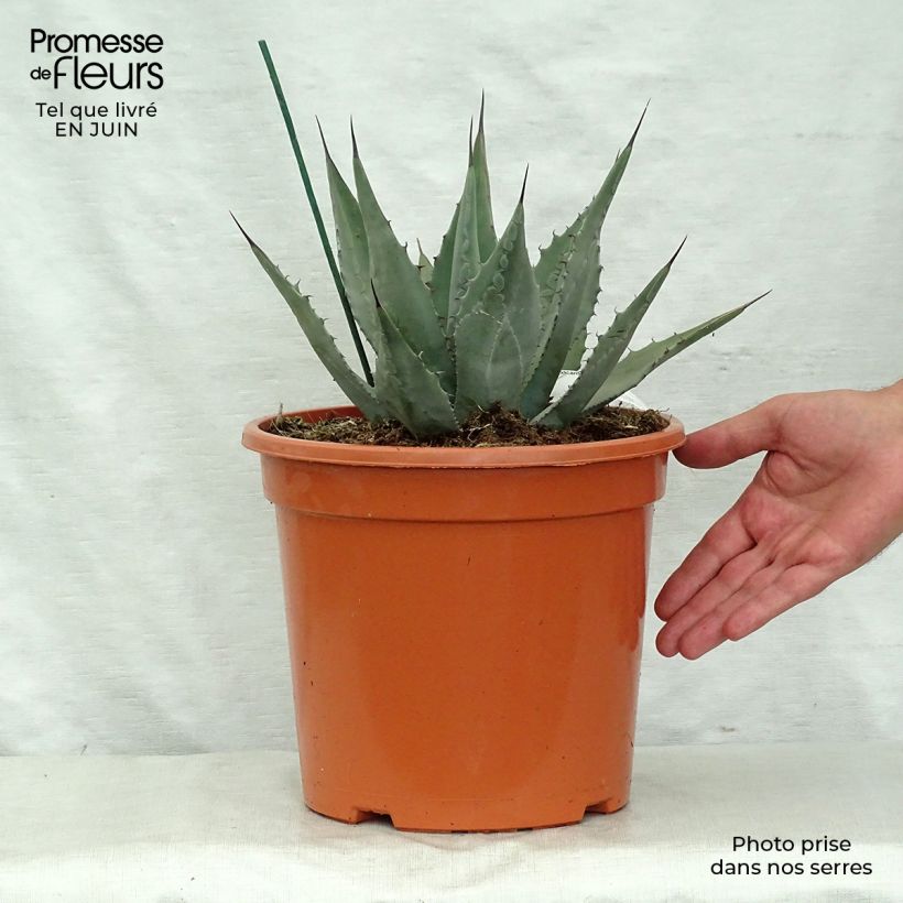 Esemplare di Agave parryi var. neomexicana Vaso da 7,5L/10L consegnato in estate