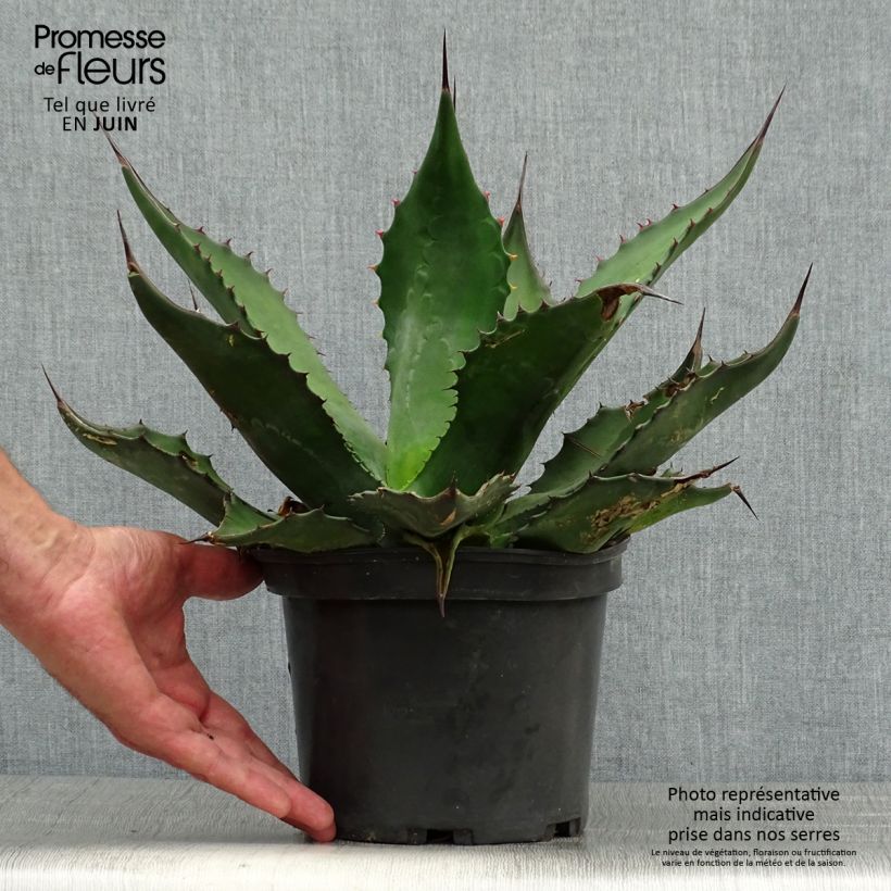 Esemplare di Agave salmiana Vaso da 3L/4L consegnato in estate