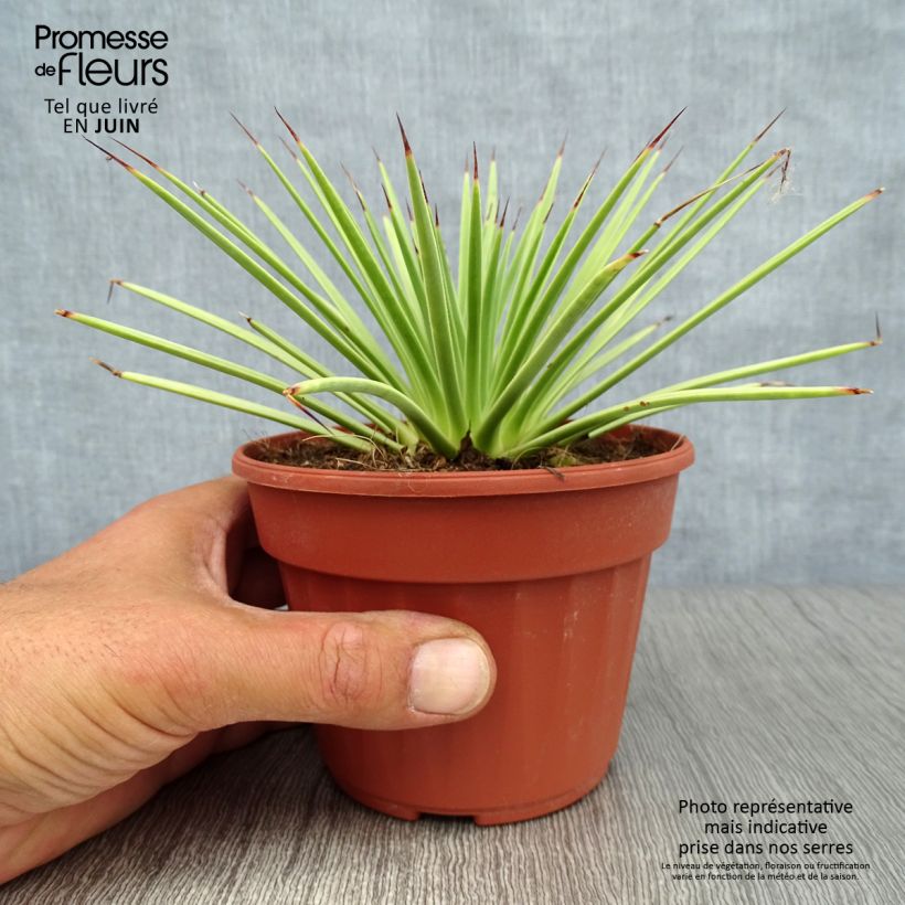 Esemplare di Agave stricta Nana Vaso da Ø 12 cm / 13 cm consegnato in estate