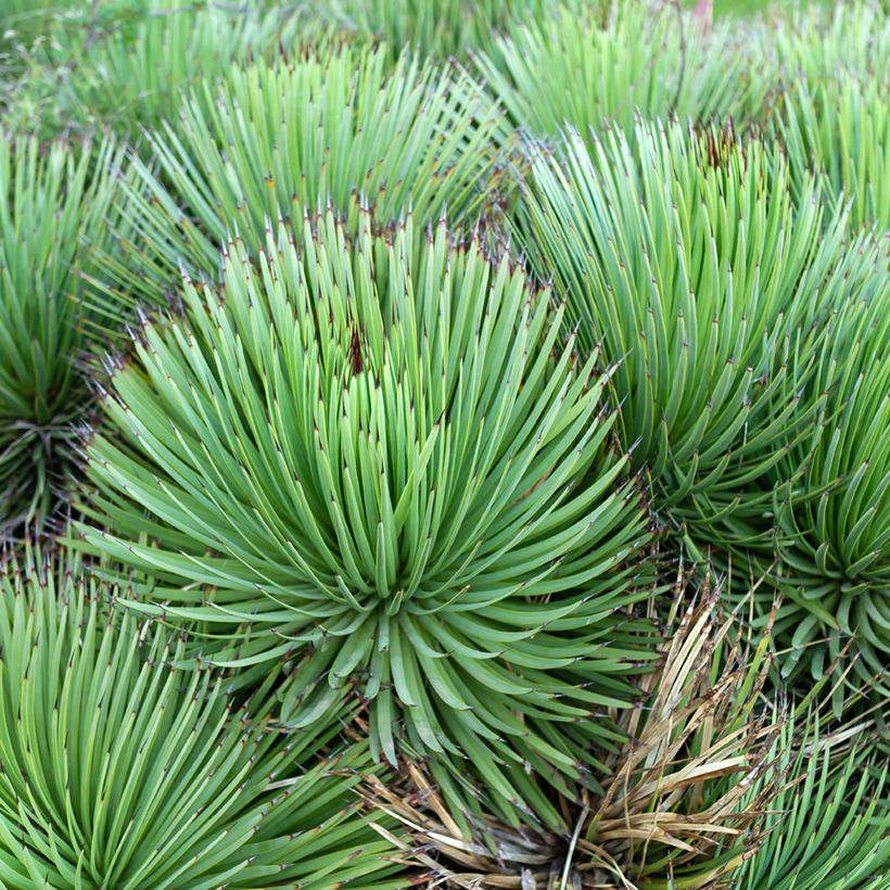 Agave stricta (Porto)