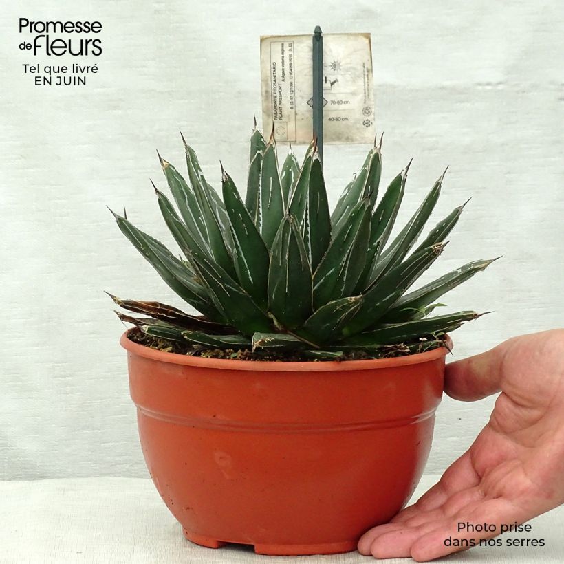 Esemplare di Agave victoriae-reginae Vaso da 2L/3L consegnato in estate