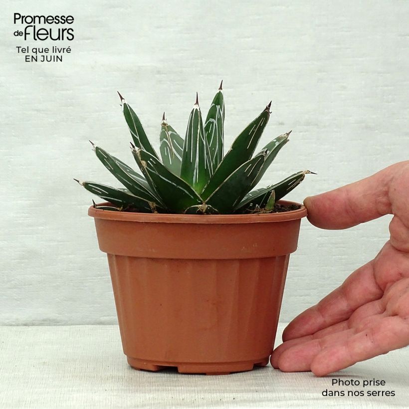 Esemplare di Agave victoriae-reginae Vaso da Ø 12 cm / 13 cm consegnato in estate