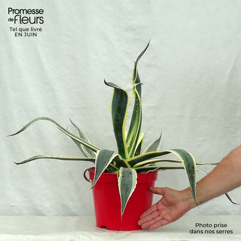 Esemplare di Agave americana Variegata Vaso da 2L/3L consegnato in estate