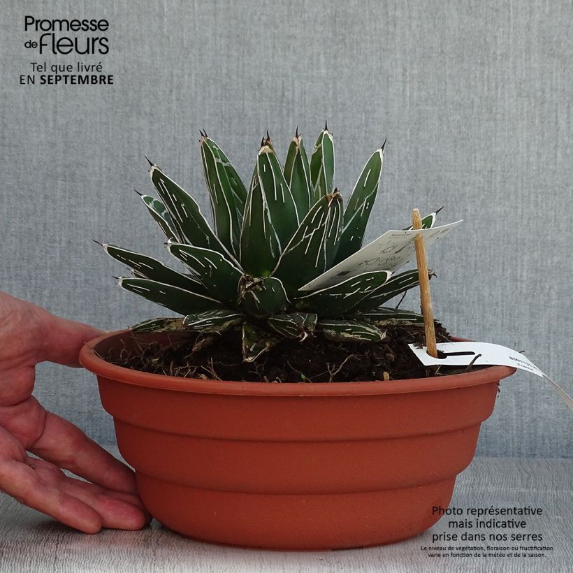 Esemplare di Agave victoriae-reginae Vaso da 4L/5L consegnato in estate