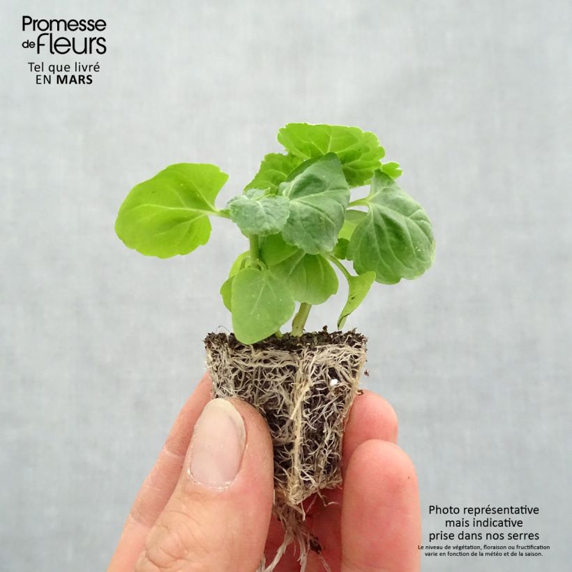 Ageratum Packstar Blue Jardimotte: zolla da 3,8 cm x 3,2 cm in vassoio da 16 pezzi. esemplare consegnato in primavera