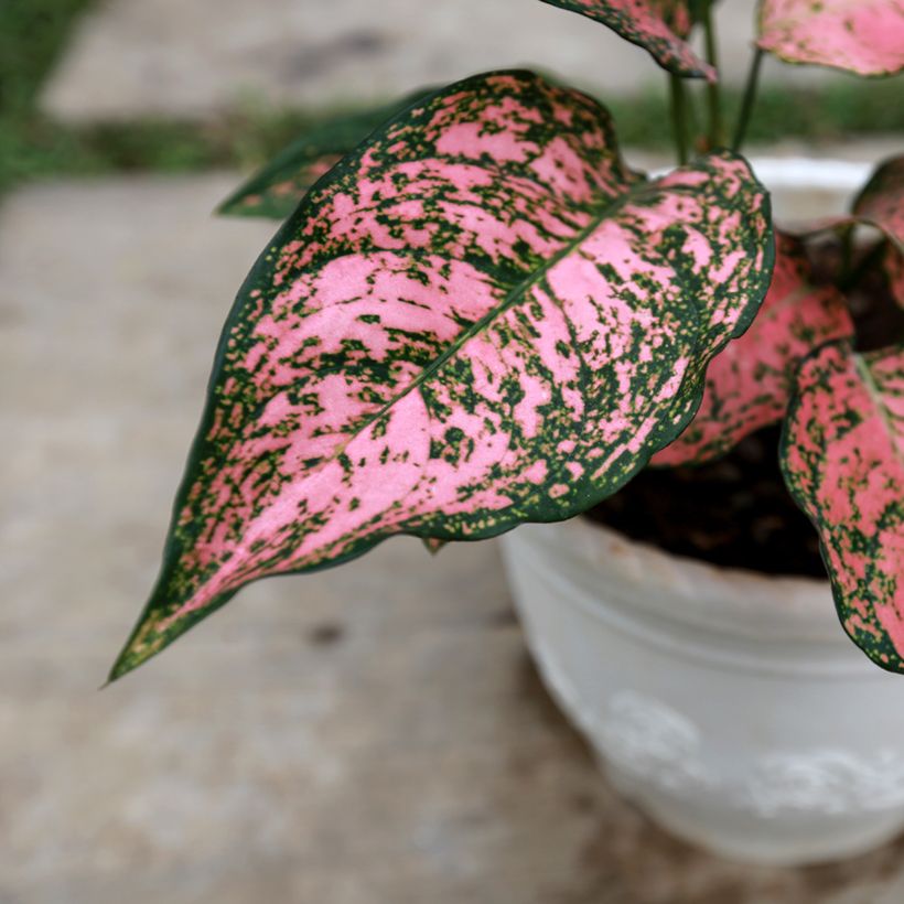 Aglaonema Red Valentine (Fogliame)