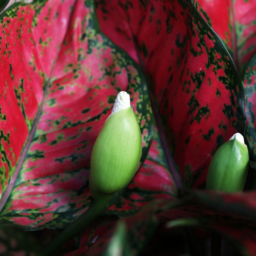 Aglaonema Red Valentine (Fioritura)