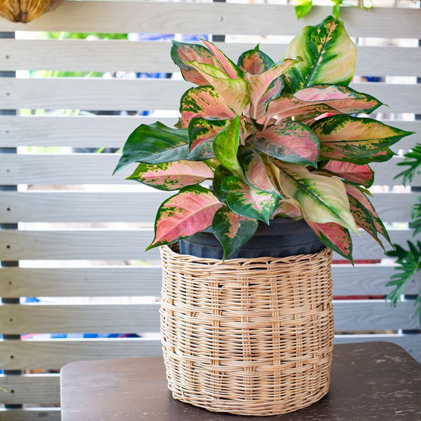 Aglaonema Red Valentine (Porto)