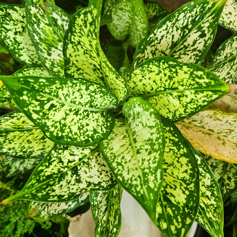 Aglaonema Snowflake (Fogliame)