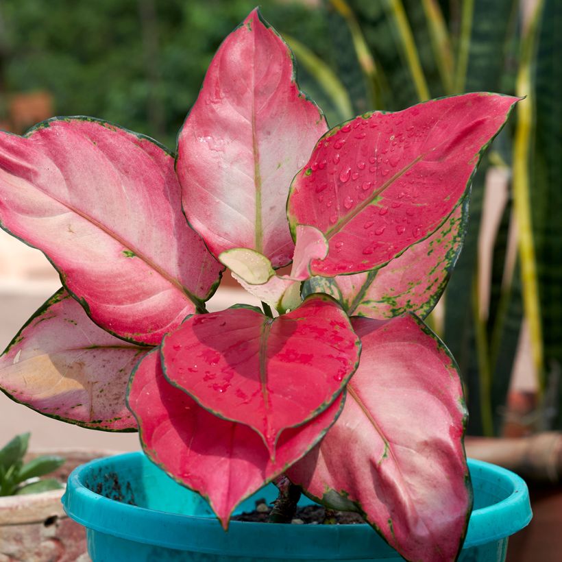 Aglaonema Red Zircon (Fogliame)