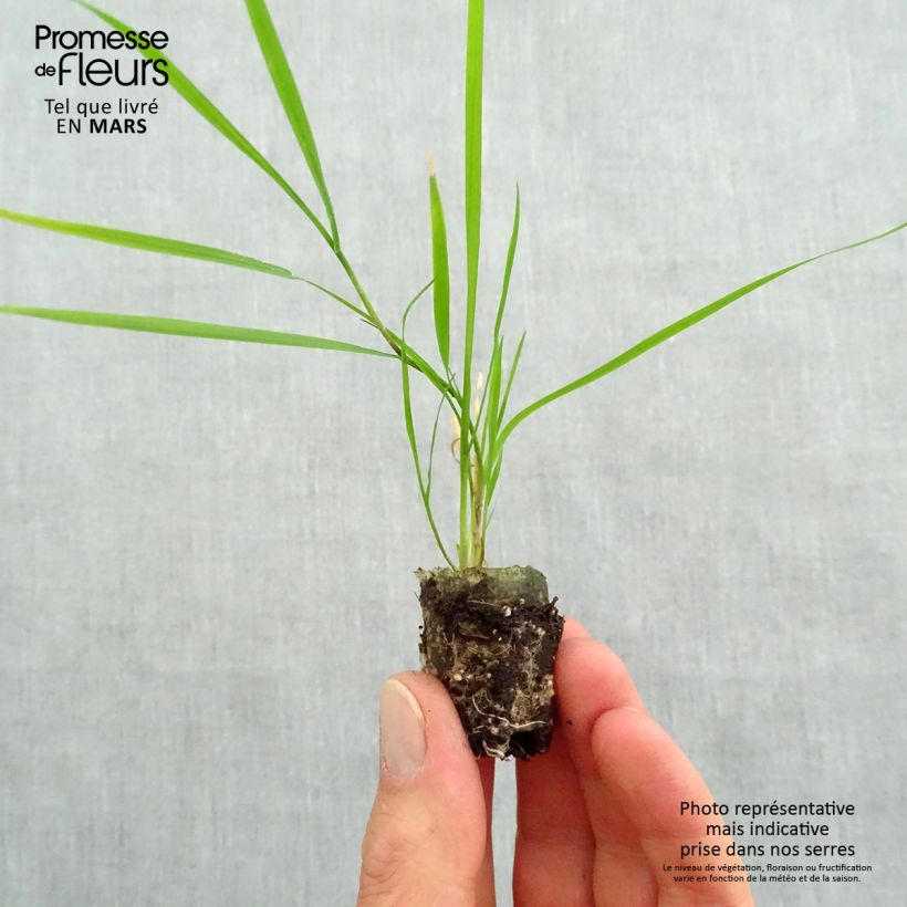 Agrostis stolonifera Green Twist - Cappellini comuni Mini zolla Ø 1,5/2,5 cm esemplare consegnato in primavera