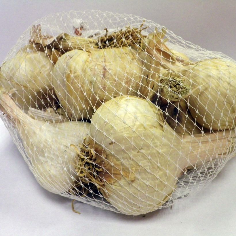 Esempio di esemplare Aglio Germidour Pezzo taglia 35/50 mm come consegnato