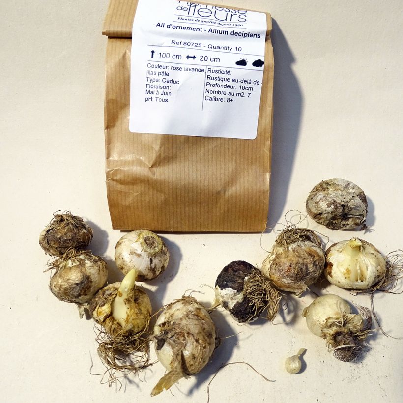 Esempio di esemplare Allium decipiens - Aglio ornamentale Bulbo taglia 8+ come consegnato