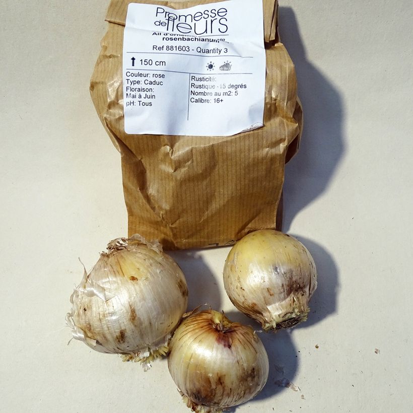 Esempio di esemplare Allium rosenbachianum - Aglio ornamentale Bulbo taglia 14/16 come consegnato