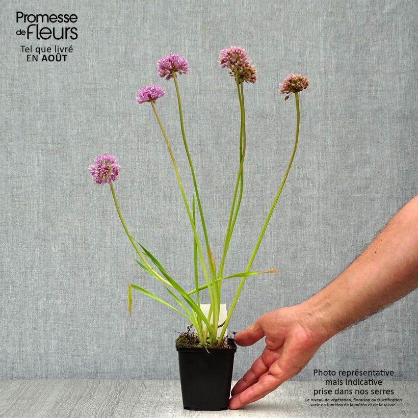 Esemplare di Allium Millenium - Aglio ornamentale Vasetto da 8/9 cm consegnato in estate