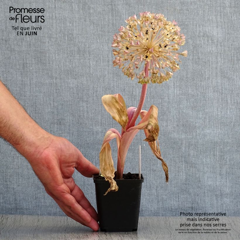 Esemplare di Allium karataviense - Aglio ornamentale Vaso da Ø 12 cm / 13 cm consegnato in estate