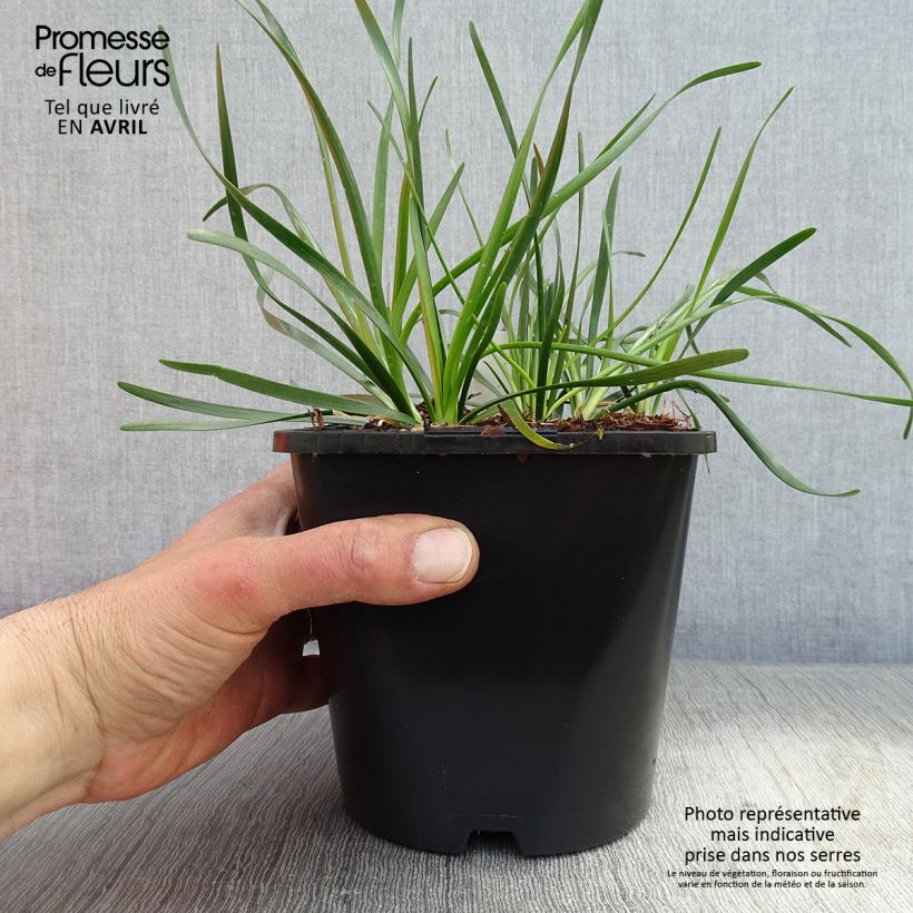 Allium Lisa Green - Aglio ornamentale Vaso da 2L/3L esemplare consegnato in primavera