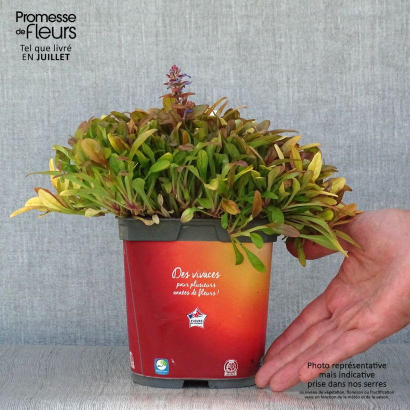 Esemplare di Ajuga Feathered Friends Fancy Finch - Bugola Vaso da 2L/3L consegnato in estate
