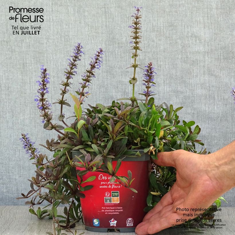 Esemplare di Ajuga Noble Nightingale - Bugola Vaso da 2L/3L consegnato in estate