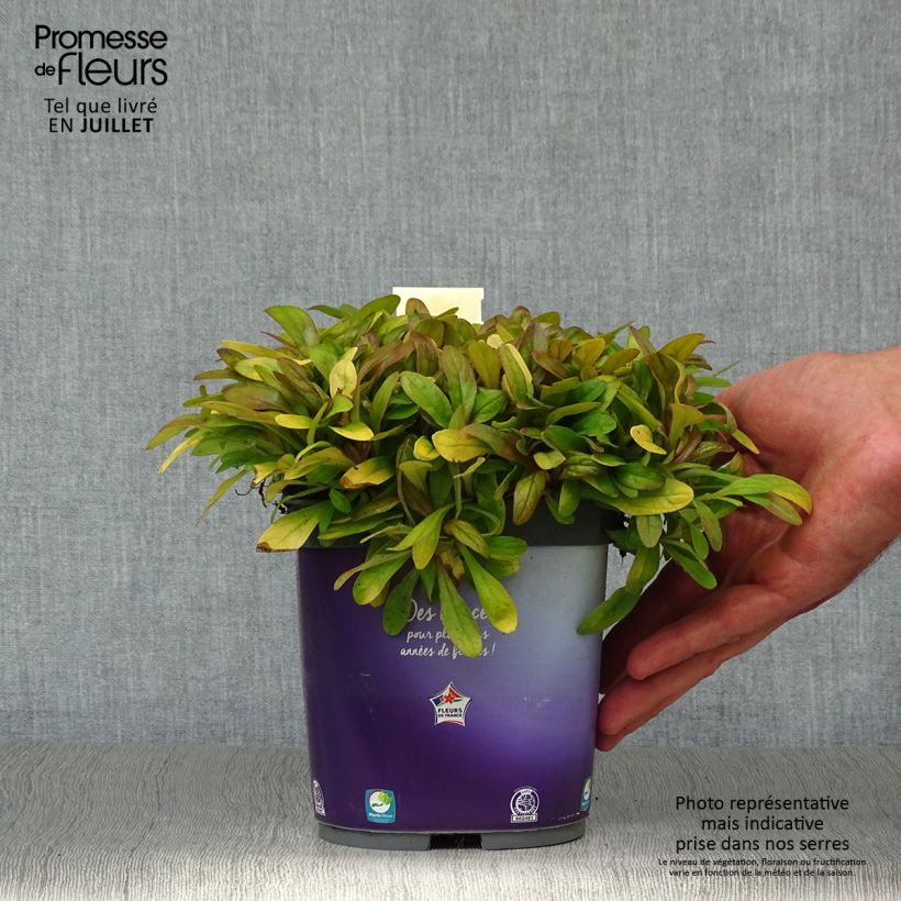Esemplare di Ajuga Petite Parakeet - Bugola Vaso da 2L/3L consegnato in estate