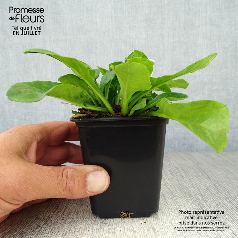 Esemplare di Ajuga reptans Alba - Bugola bianca Vasetto da 7/8 cm consegnato in estate