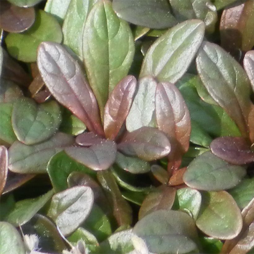 Ajuga Chocolate Chip - Bugola (Fogliame)