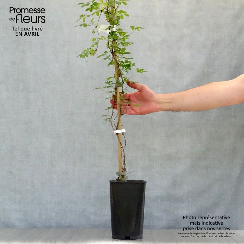 Akebia quinata Silver Bells - Akebia a cinque foglie Vaso da 2L/3L esemplare consegnato in primavera