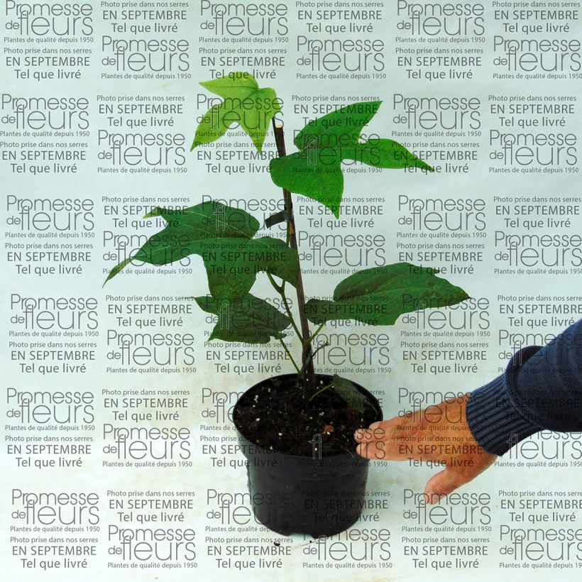 Esempio di esemplare Alangium platanifolium Vaso da 2L/3L come consegnato
