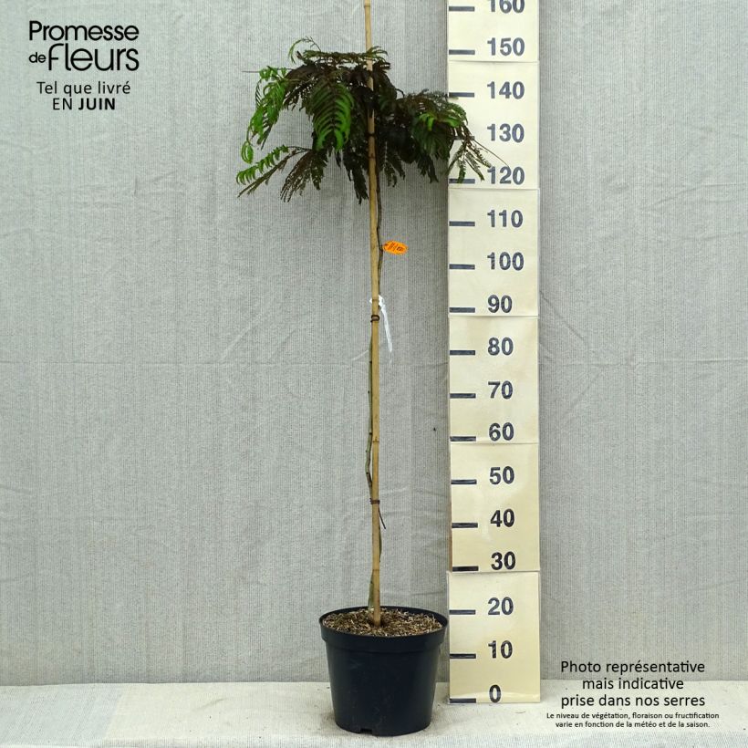Esemplare di Albizia julibrissin Chocolate Fountain - Acacia di Costantinopoli Vaso da 7,5L/10L consegnato in estate