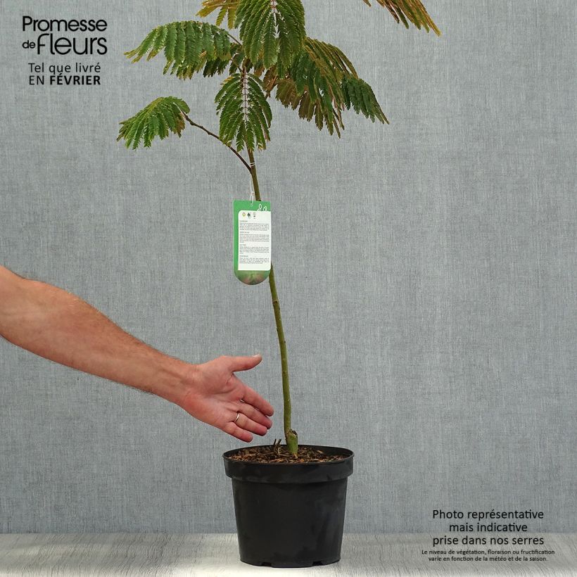 Esemplare di Albizia julibrissin Evey's Pride - Acacia di Costantinopoli Vaso da 4L/5L come consegnato in autunno