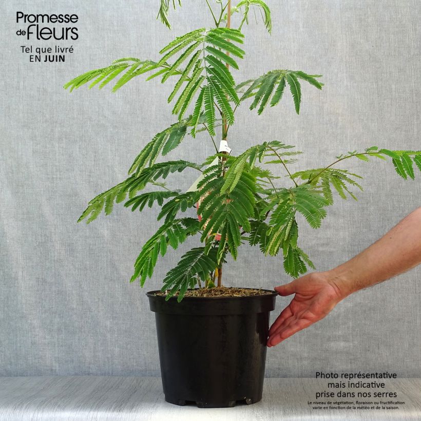 Esemplare di Albizia julibrissin Ombrella - Acacia di Costantinopoli Vaso da 6L/7L consegnato in estate