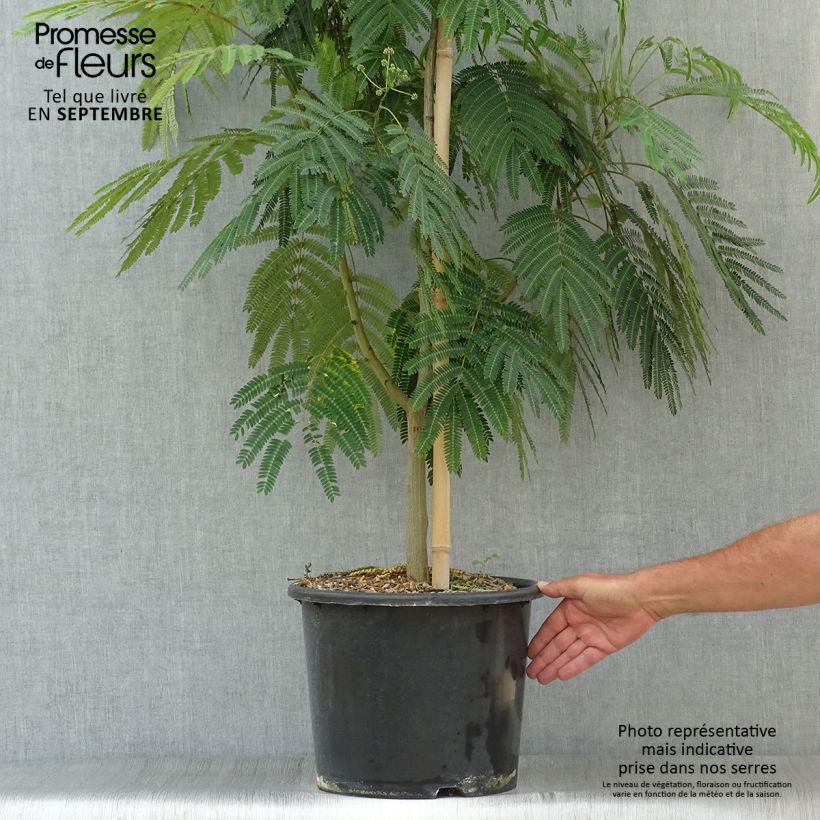 Esemplare di Albizia julibrissin Rouge Selection - Acacia di Costantinopoli Vaso da 12L/15L come consegnato in autunno
