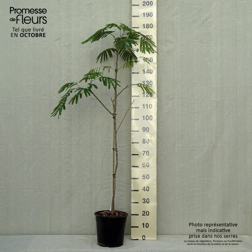 Esemplare di Albizia julibrissin Tropical Dream - Acacia di Costantinopoli Vaso da 7,5L/10L come consegnato in autunno