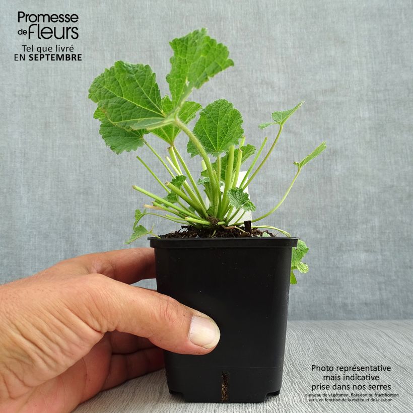 Esemplare di Alcea ficifolia Las Vegas - Malvarosa Vasetto da 8/9 cm come consegnato in autunno