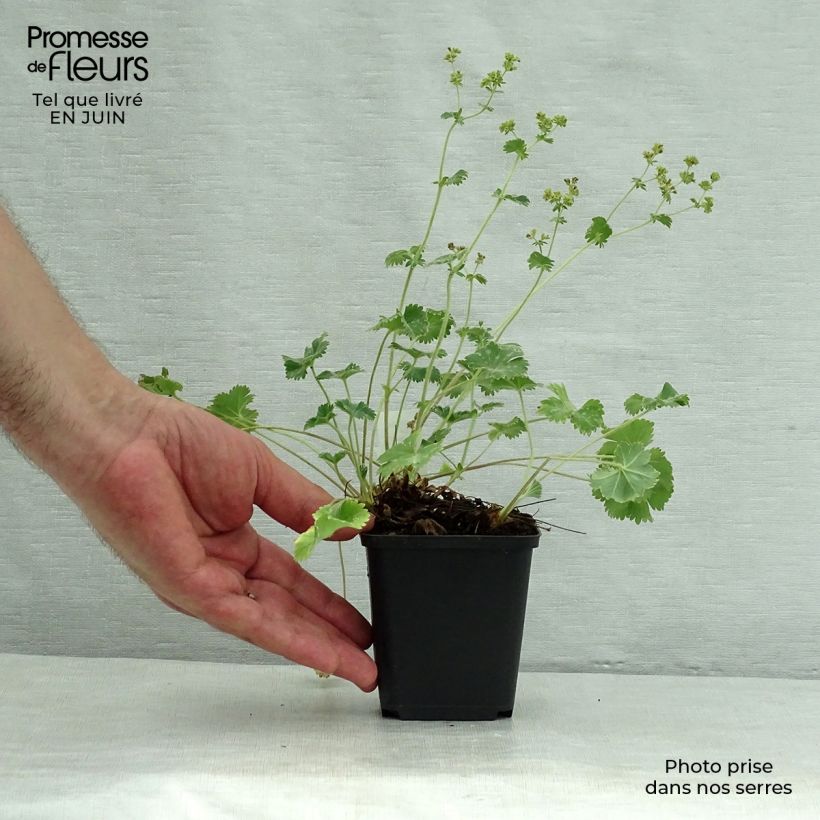 Esemplare di Alchemilla caucasica Vasetto da 8/9 cm consegnato in estate