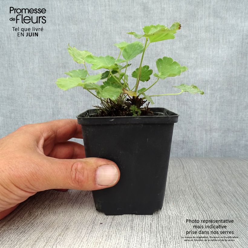 Esemplare di Alchemilla epipsila Vasetto da 8/9 cm consegnato in estate