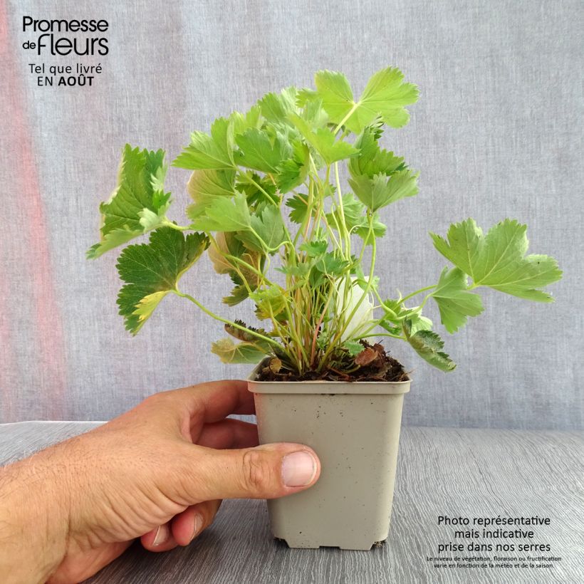 Esemplare di Alchemilla sericata Gold Strike Vasetto da 8/9 cm consegnato in estate